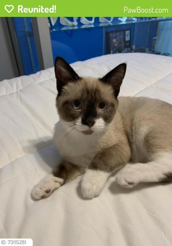 Reunited Male Cat last seen Cullen, Glendora, CA 91741