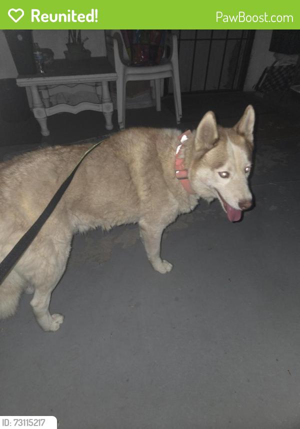 Reunited Female Dog last seen Popular street and columbine st, San Diego, CA 92105