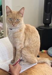 Reunited Male Cat last seen between 25th and 27th on Broadway or E St. 92102, San Diego, CA 92102