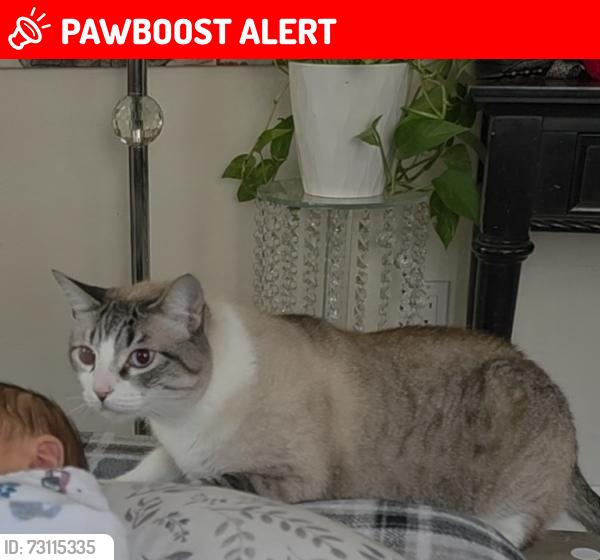 Lost Male Cat last seen South cordoba ave, Casa de Oro-Mount Helix, CA 91941
