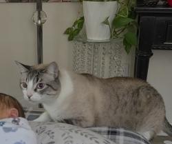 Lost Male Cat last seen South cordoba ave, Casa de Oro-Mount Helix, CA 91941