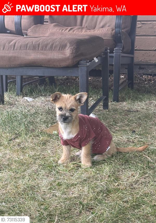 Lost Female Dog last seen Naches Heights Rd, Yakima, WA 98908
