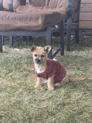 Lost Female Dog last seen Naches Heights Rd, Yakima, WA 98908