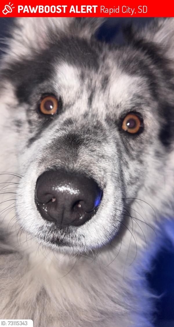 Lost Female Dog last seen Near plateau lane, Rapid City, SD 57703