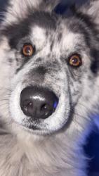 Lost Female Dog last seen Near plateau lane, Rapid City, SD 57703