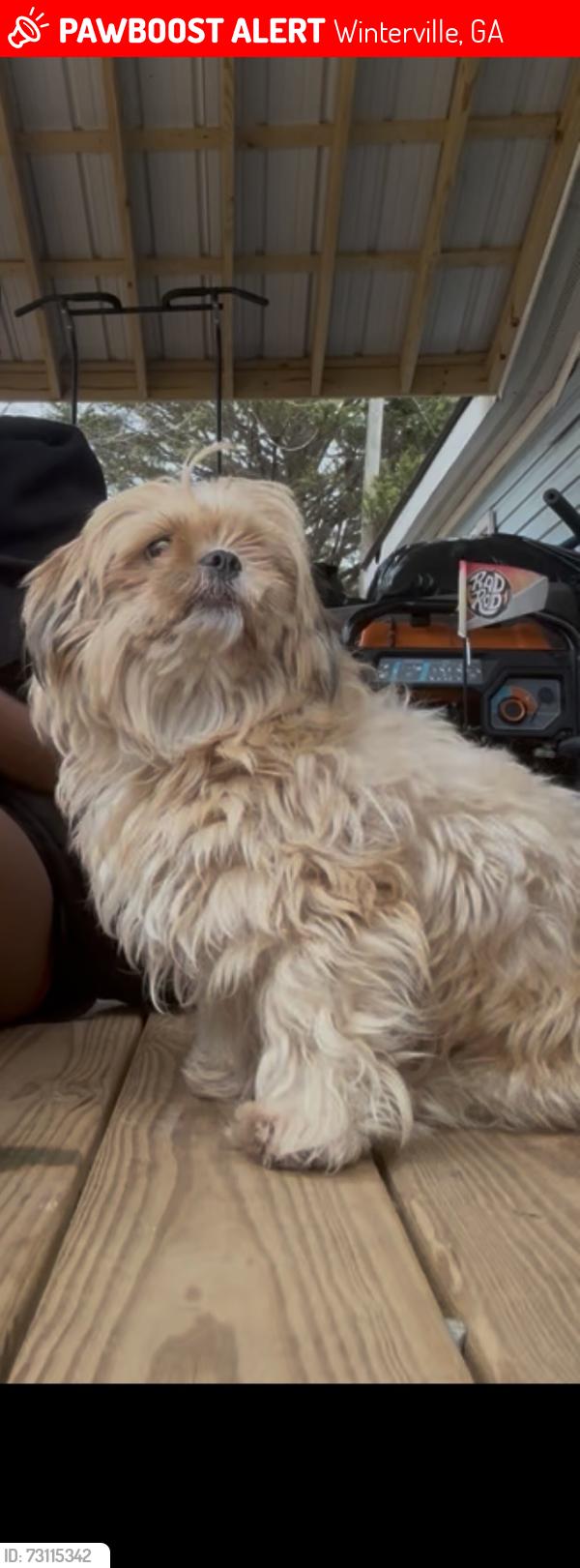 Lost Female Dog last seen Lem Edwards Rd, Winterville, GA 30683