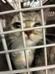 Shelter Stray Female Cat last seen Near BLOCK SHERIDAN BLVD (PETCO & 92ND), 12155 Park Blvd, Brighton, CO 80601, USA