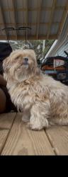 Lost Female Dog last seen Lem Edwards Rd, Winterville, GA 30683