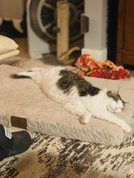 Lost Male Cat last seen 85th & Holmes, Kansas City, MO 64131