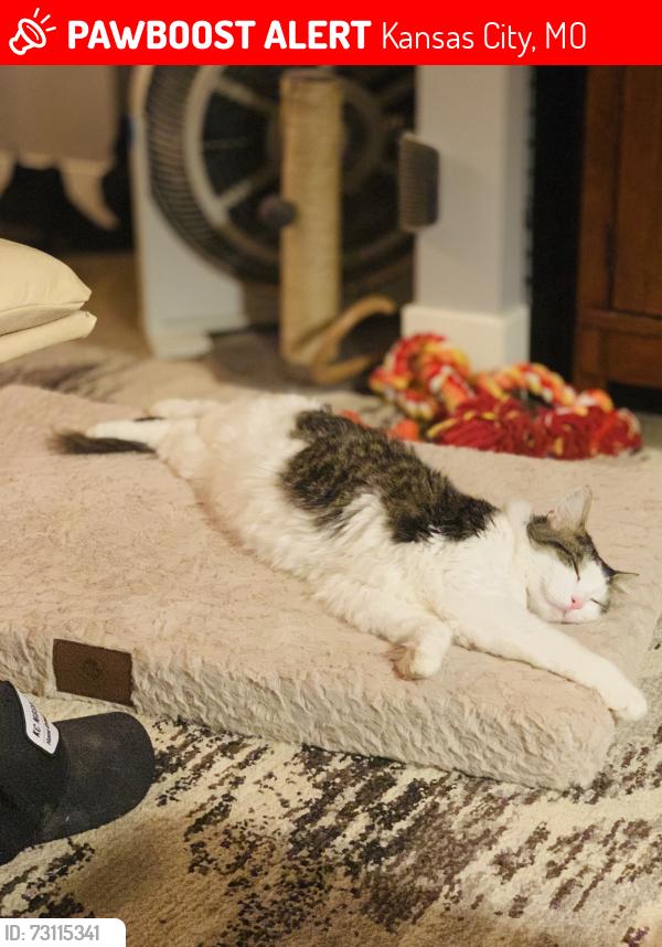 Lost Male Cat last seen 85th & Holmes, Kansas City, MO 64131