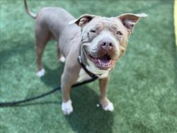 Shelter Stray Female Dog last seen , 3201 Lacy St, Los Angeles, CA 90031, USA