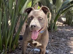 Shelter Stray Male Dog last seen , 957 N Gaffey St, San Pedro, CA 90731, USA