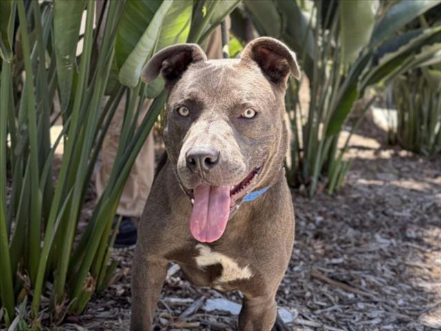 Shelter Stray Male Dog last seen , 957 N Gaffey St, San Pedro, CA 90731, USA