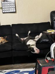 Lost Female Dog last seen Horst, 183rd st, Artesia, CA 90701