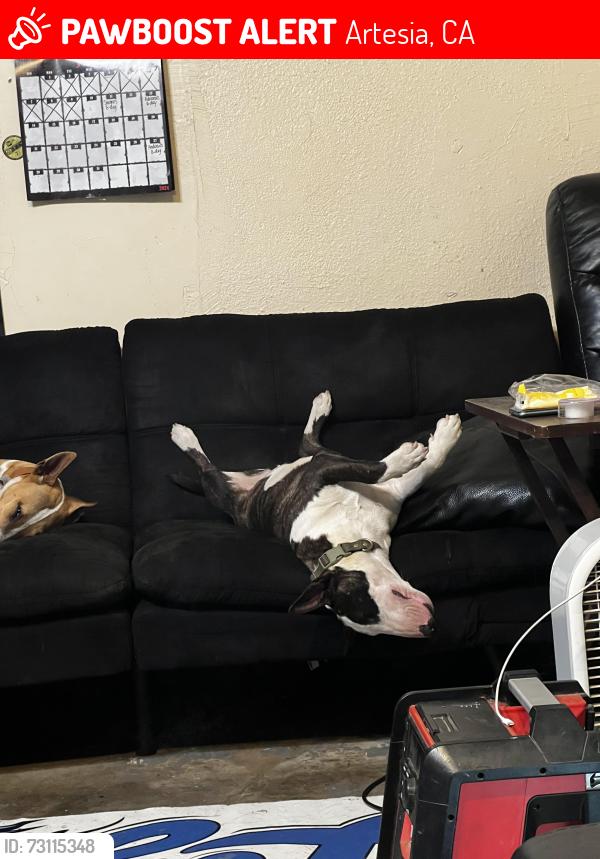 Lost Female Dog last seen Horst, 183rd st, Artesia, CA 90701