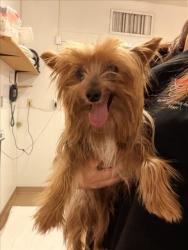 Shelter Stray Male Dog last seen KAY, 16 Barnes Ct, Hayward, CA 94544, USA