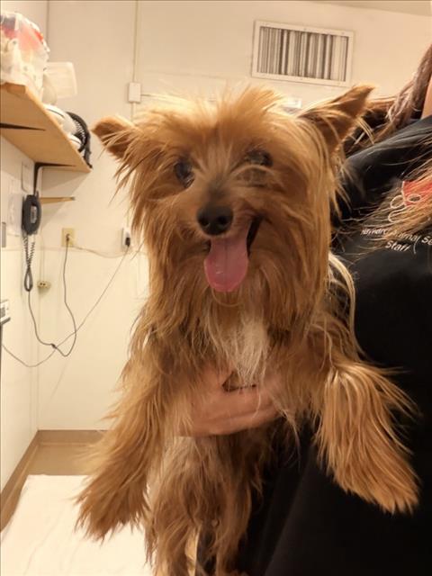 Shelter Stray Male Dog last seen KAY, 16 Barnes Ct, Hayward, CA 94544, USA