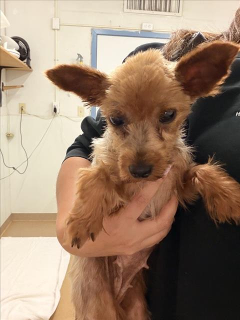 Shelter Stray Female Dog last seen KAY, 16 Barnes Ct, Hayward, CA 94544, USA