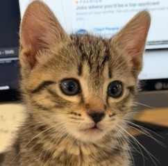 Shelter Stray Male Cat last seen CHARLOTTE, 8315 Byrum Dr, Charlotte, NC 28217, USA