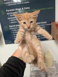 Shelter Stray Male Cat last seen Near BLOCK GALAXY AVE, BAKERSFIELD CA 93308, 3951 Fruitvale Ave, Bakersfield, CA 93308, USA