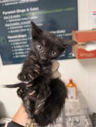 Shelter Stray Male Cat last seen Near BLOCK GALAXY AVE, BAKERSFIELD CA 93308, 3951 Fruitvale Ave, Bakersfield, CA 93308, USA