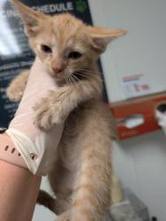 Shelter Stray Female Cat last seen Near BLOCK GALAXY AVE, BAKERSFIELD CA 93308, 3951 Fruitvale Ave, Bakersfield, CA 93308, USA