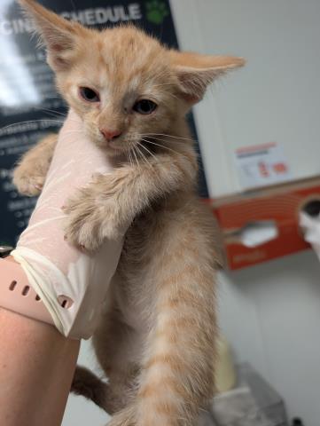 Shelter Stray Female Cat last seen Near BLOCK GALAXY AVE, BAKERSFIELD CA 93308, 3951 Fruitvale Ave, Bakersfield, CA 93308, USA
