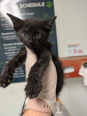 Shelter Stray Male Cat last seen Near BLOCK GALAXY AVE, BAKERSFIELD CA 93308, 3951 Fruitvale Ave, Bakersfield, CA 93308, USA