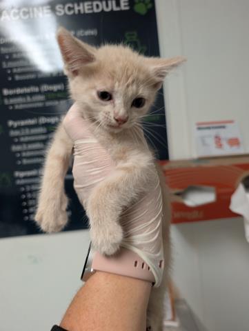 Shelter Stray Female Cat last seen Near BLOCK GALAXY AVE, BAKERSFIELD CA 93308, 3951 Fruitvale Ave, Bakersfield, CA 93308, USA