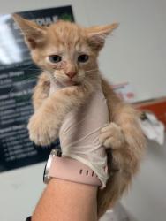 Shelter Stray Male Cat last seen Near BLOCK GALAXY AVE, BAKERSFIELD CA 93308, 3951 Fruitvale Ave, Bakersfield, CA 93308, USA