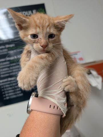 Shelter Stray Male Cat last seen Near BLOCK GALAXY AVE, BAKERSFIELD CA 93308, 3951 Fruitvale Ave, Bakersfield, CA 93308, USA