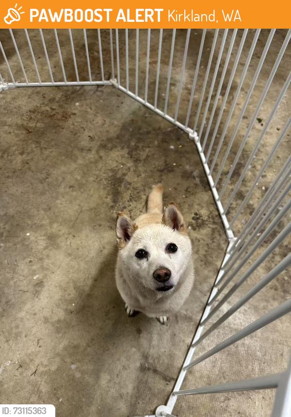 Found/Stray Female Dog last seen Finn Hill, Kirkland, WA 98034
