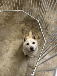 Found/Stray Female Dog last seen Finn Hill, Kirkland, WA 98034