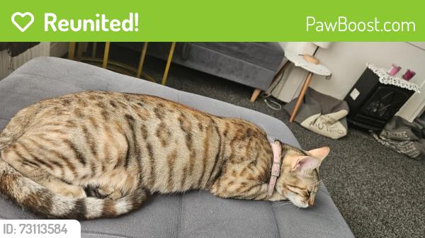 Reunited Female Cat last seen Necropolis Road, West Yorkshire, England BD7 2PU