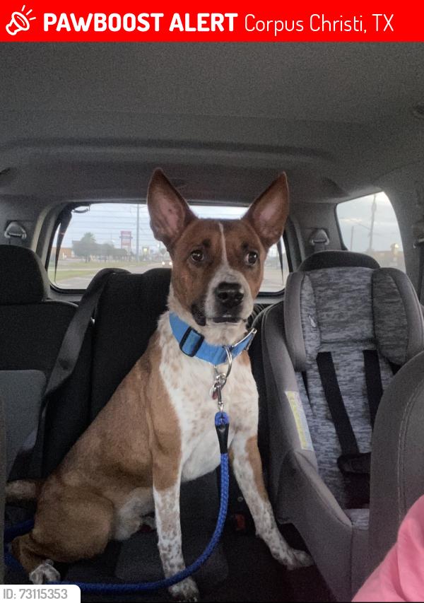 Lost Male Dog last seen Port and Baldwin, Corpus Christi, TX 78405