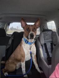 Lost Male Dog last seen Port and Baldwin, Corpus Christi, TX 78405