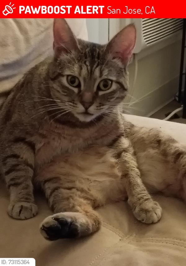 Lost Female Cat last seen Walgreens parking lot on Saratoga Ave, San Jose, CA 95129