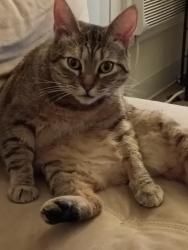 Lost Female Cat last seen Walgreens parking lot on Saratoga Ave, San Jose, CA 95129