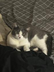 Found/Stray Male Cat last seen Shannon and Curtis, Flowing Wells, AZ 85705
