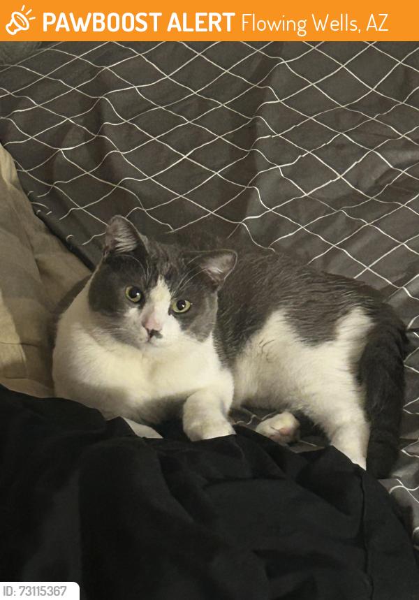 Found/Stray Male Cat last seen Shannon and Curtis, Flowing Wells, AZ 85705