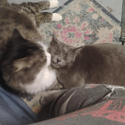 Lost Male Cat last seen 35th Street 31st ave Minneapolis, Minneapolis, MN 55406