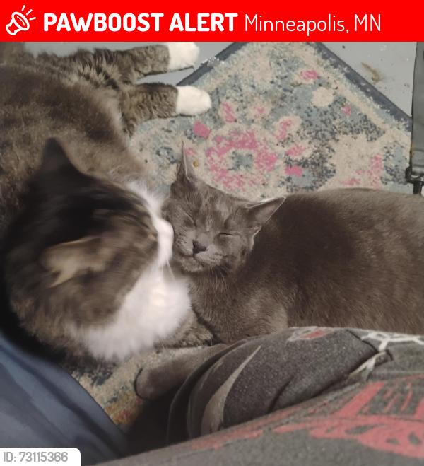 Lost Male Cat last seen 35th Street 31st ave Minneapolis, Minneapolis, MN 55406