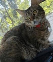 Lost Female Cat last seen Payne and Saratoga Ave, Saratoga, CA 95070
