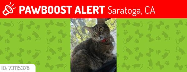Lost Female Cat last seen Payne and Saratoga Ave, Saratoga, CA 95070
