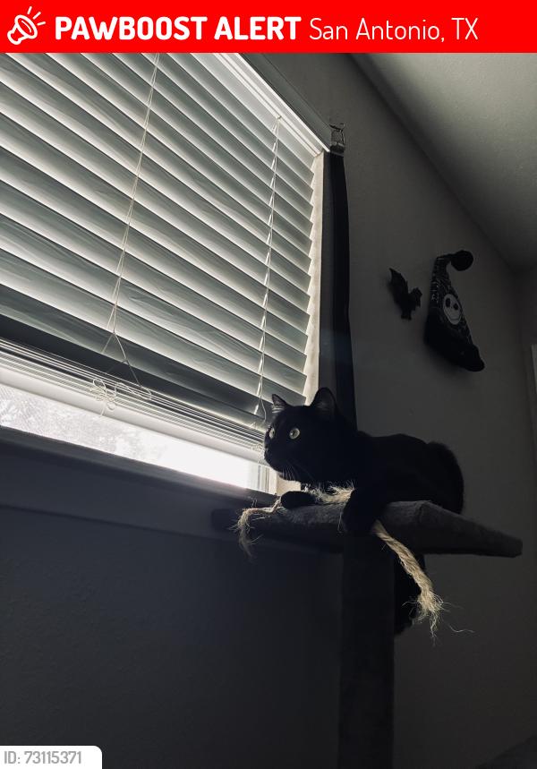 Lost Male Cat last seen Danny Kaye corner store, San Antonio, TX 78240