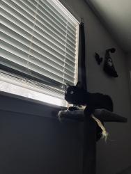 Lost Male Cat last seen Danny Kaye corner store, San Antonio, TX 78240
