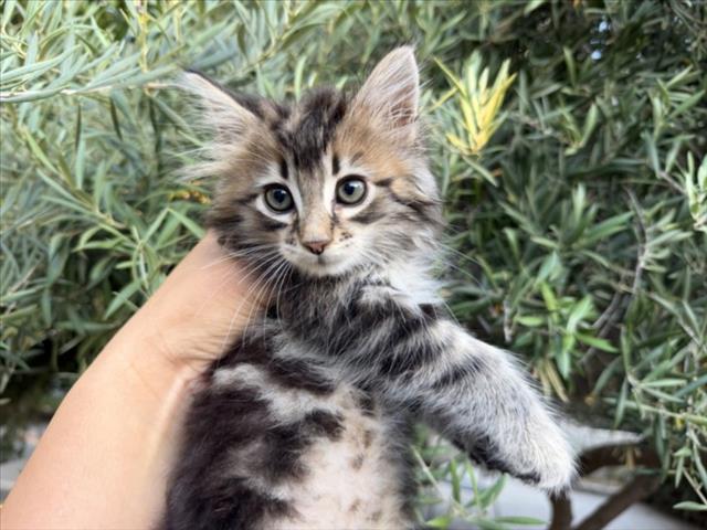 Shelter Stray Male Cat last seen E. BASELINE RD // N SYCAMORE AVE, 333 Chandler Pl, San Bernardino, CA 92408, USA