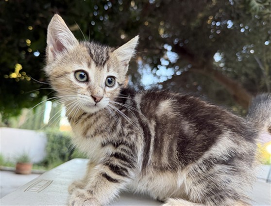 Shelter Stray Male Cat last seen E. BASELINE RD // N SYCAMORE AVE, 333 Chandler Pl, San Bernardino, CA 92408, USA