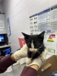 Shelter Stray Male Cat last seen I-295, 2020 Forest St, Jacksonville, FL 32204, USA