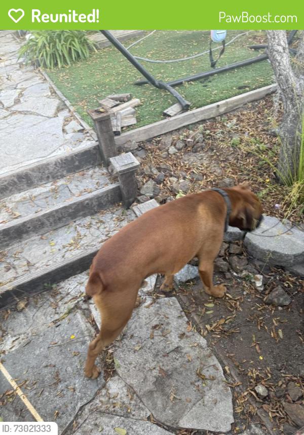 Reunited Male Dog last seen Niblick, La Mesa, CA 91941